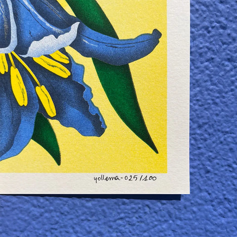 ILLUSTRATION FLORALE A3 - YOLLEMA