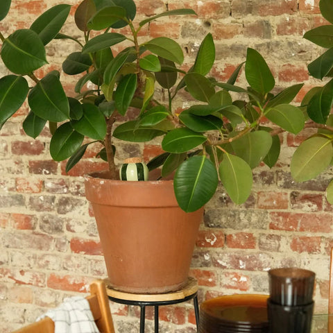 OLLA COLOREE - DIFFUSEUR D'EAU POUR PLANTES