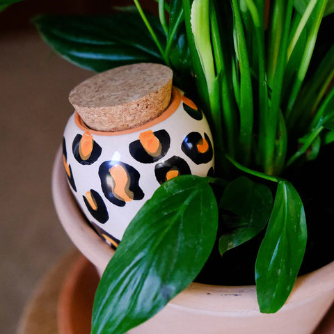 OLLA COLOREE - DIFFUSEUR D'EAU POUR PLANTES