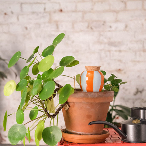 OLLA COLOREE - DIFFUSEUR D'EAU POUR PLANTES