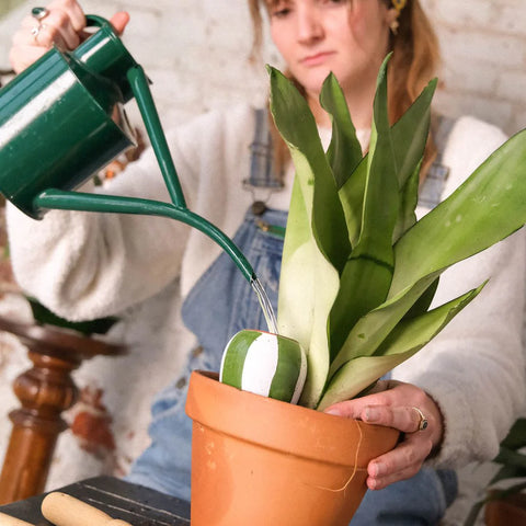 MINI OLLA COLOREE - DIFFUSEUR D'EAU POUR PLANTES (x3)